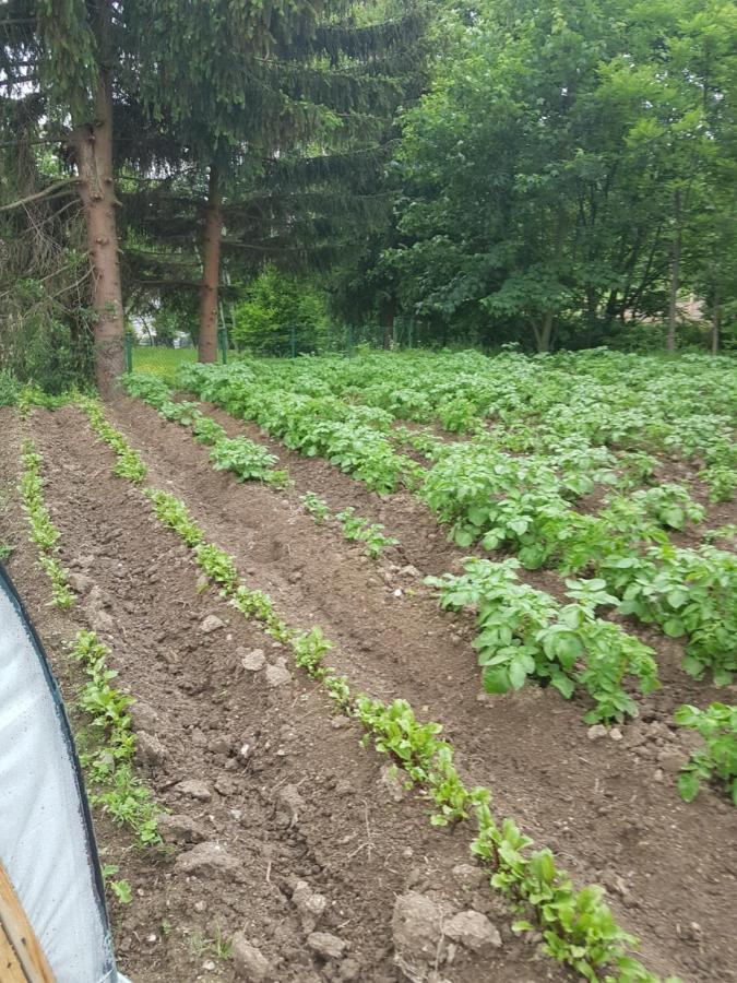Wczasowisko Karola Appartement Lubomierz  Buitenkant foto